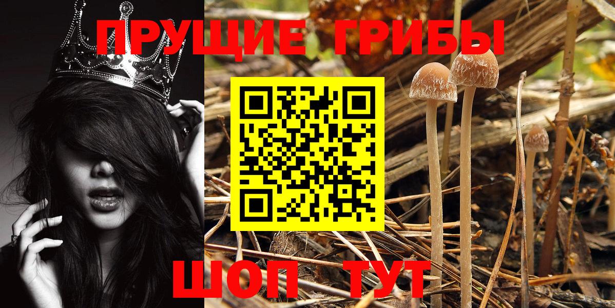 Галлюциногенные грибы Cubensis  Вход с VPN  Елизово 